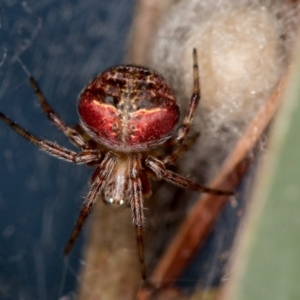 Araneus albotriangulus at Bruce, ACT - 13 Feb 2016