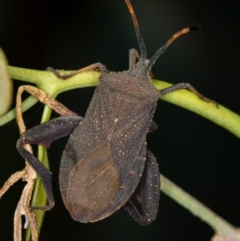 Amorbus sp. (genus) (Eucalyptus Tip bug) at Bruce, ACT - 13 Feb 2016 by Bron