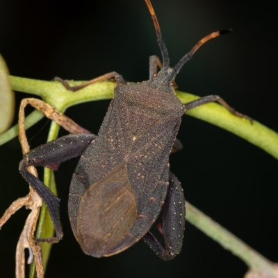 Amorbus (genus) (Eucalyptus Tip bug) at Bruce, ACT - 13 Feb 2016 by Bron