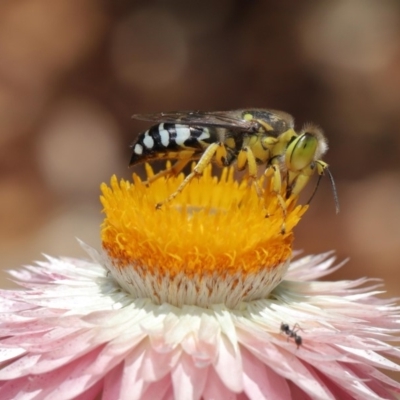 Bembix sp. (genus) (Unidentified Bembix sand wasp) at ANBG - 15 Mar 2020 by TimL