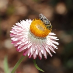 Bembix sp. (genus) at Acton, ACT - 15 Mar 2020