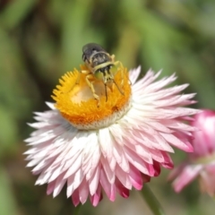 Bembix sp. (genus) at Acton, ACT - 15 Mar 2020