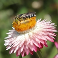 Bembix sp. (genus) at Acton, ACT - 15 Mar 2020