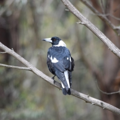 Gymnorhina tibicen (Australian Magpie) at Wingecarribee Local Government Area - 15 Mar 2020 by pdmantis