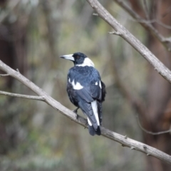 Gymnorhina tibicen (Australian Magpie) at Bowral, NSW - 15 Mar 2020 by pdmantis