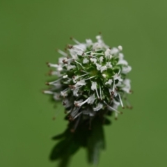 Unidentified Plant at Bowral - 15 Mar 2020 by pdmantis