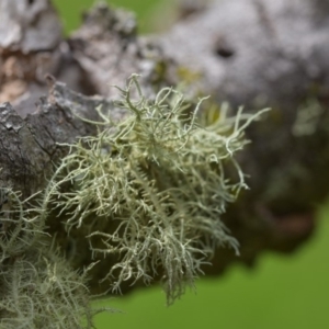 Usnea sp. (genus) at Bowral - 15 Mar 2020 11:30 AM