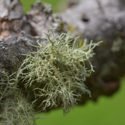 Usnea sp. (genus) (Bearded lichen) at Bowral, NSW - 15 Mar 2020 by pdmantis