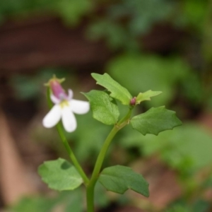 Lobelia purpurascens at Bowral - 15 Mar 2020