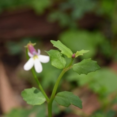 Lobelia purpurascens (White Root) at Wingecarribee Local Government Area - 15 Mar 2020 by pdmantis