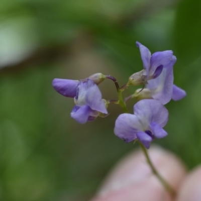 Glycine sp. at Wingecarribee Local Government Area - 15 Mar 2020 by pdmantis