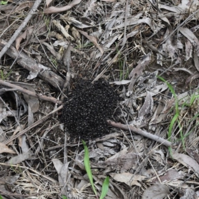 Dolichoderus sp. (genus) (A dolly ant) at Bowral - 15 Jan 2020 by pdmantis