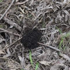 Unidentified Ant (Hymenoptera, Formicidae) (TBC) at - 15 Jan 2020 by pdmantis