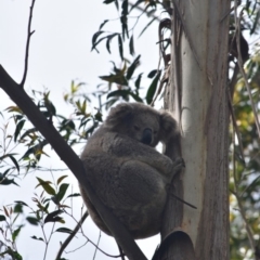 Phascolarctos cinereus (Koala) at Bowral - 15 Mar 2020 by pdmantis