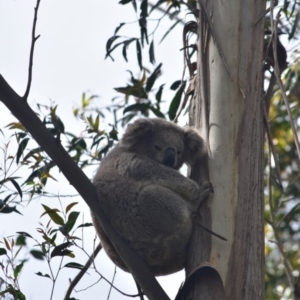 Phascolarctos cinereus at Bowral - suppressed