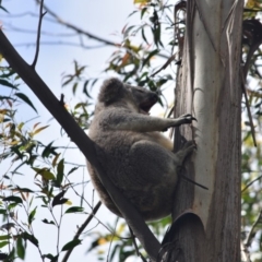 Phascolarctos cinereus at Bowral - 15 Mar 2020