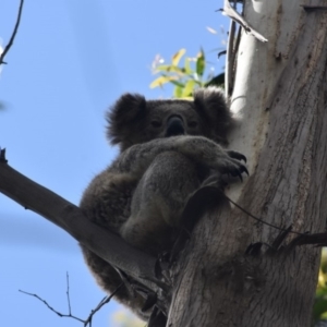 Phascolarctos cinereus at Bowral - suppressed