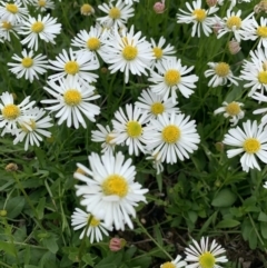 Brachyscome mittagongensis at Moss Vale, NSW - suppressed