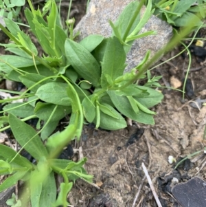 Brachyscome mittagongensis at Moss Vale, NSW - suppressed