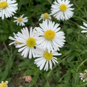 Brachyscome mittagongensis at Moss Vale, NSW - 15 Mar 2020