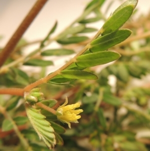 Tribulus terrestris at Tharwa, ACT - 14 Mar 2020