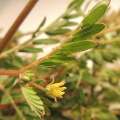 Tribulus terrestris (Caltrop, Cat-head) at Tharwa, ACT - 14 Mar 2020 by michaelb