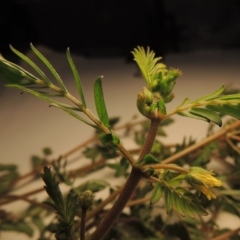 Tribulus terrestris at Tharwa, ACT - 14 Mar 2020