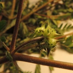 Tribulus terrestris at Tharwa, ACT - 14 Mar 2020