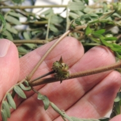 Tribulus terrestris at Tharwa, ACT - 14 Mar 2020