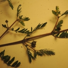 Tribulus terrestris at Tharwa, ACT - 14 Mar 2020