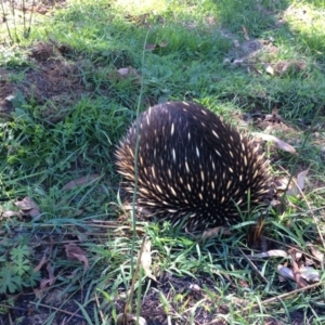 Tachyglossus aculeatus at Bundanoon - 13 Mar 2020