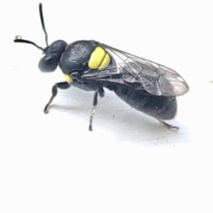 Hylaeus (Euprosopis) honestus at Aranda, ACT - 13 Mar 2020 by Jubeyjubes
