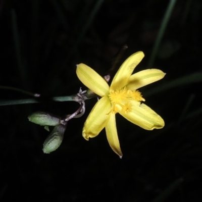 Tricoryne elatior (Yellow Rush Lily) at Point Hut to Tharwa - 14 Mar 2020 by michaelb