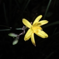Tricoryne elatior (Yellow Rush Lily) at Paddys River, ACT - 14 Mar 2020 by michaelb