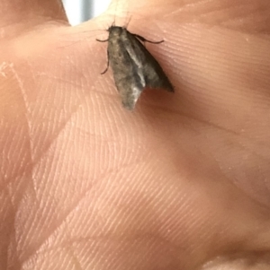 Oecophoridae (family) at Aranda, ACT - 16 Mar 2020