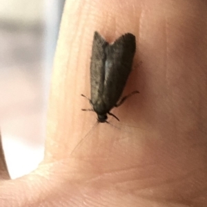 Oecophoridae (family) at Aranda, ACT - 16 Mar 2020