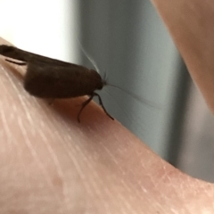 Oecophoridae (family) at Aranda, ACT - 16 Mar 2020