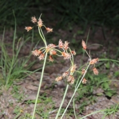 Fimbristylis dichotoma (A Sedge) at Gordon, ACT - 11 Mar 2020 by MichaelBedingfield