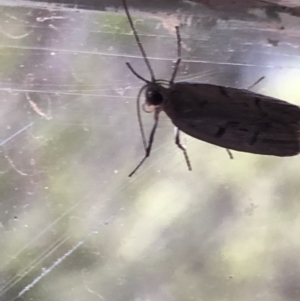 Oecophoridae (family) at Aranda, ACT - 16 Mar 2020