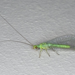 Plesiochrysa ramburi (A Green Lacewing) at Ainslie, ACT - 11 Mar 2020 by jb2602