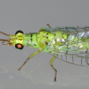 Plesiochrysa ramburi at Ainslie, ACT - 11 Mar 2020