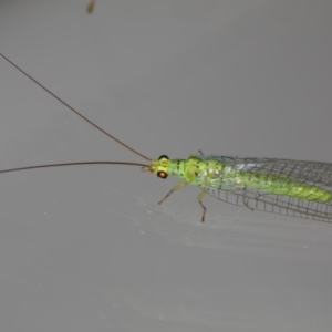 Plesiochrysa ramburi at Ainslie, ACT - 11 Mar 2020