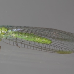 Plesiochrysa ramburi at Ainslie, ACT - 11 Mar 2020