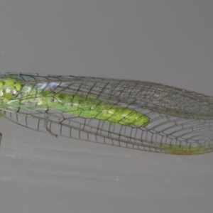 Plesiochrysa ramburi at Ainslie, ACT - 11 Mar 2020