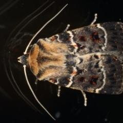 Proteuxoa sanguinipuncta (Blood-spotted Noctuid) at Ainslie, ACT - 11 Mar 2020 by jb2602