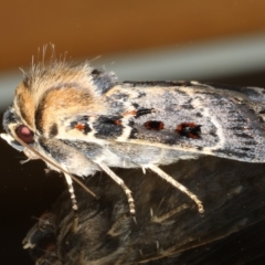 Proteuxoa sanguinipuncta at Ainslie, ACT - 11 Mar 2020