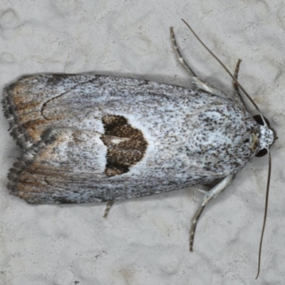 Armactica conchidia (Conchidia Moth) at Ainslie, ACT - 11 Mar 2020 by jb2602