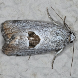 Armactica conchidia at Ainslie, ACT - 11 Mar 2020