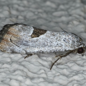 Armactica conchidia at Ainslie, ACT - 11 Mar 2020