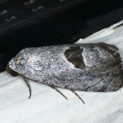 Armactica conchidia at Ainslie, ACT - 11 Mar 2020